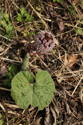 Bach-Pestwurz (Petasites hybridus) | Fam. Korbblütler (Asteraceae)