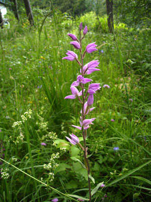 Purpur-Waldvöglein (Cephalanthera rubra)