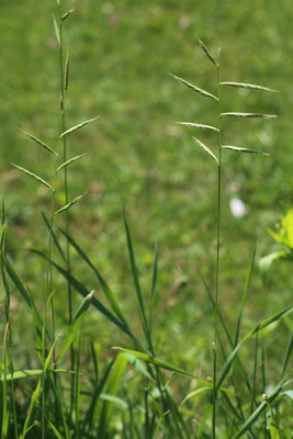 Fieder-Zwenke (Brachypodium pinnatum)