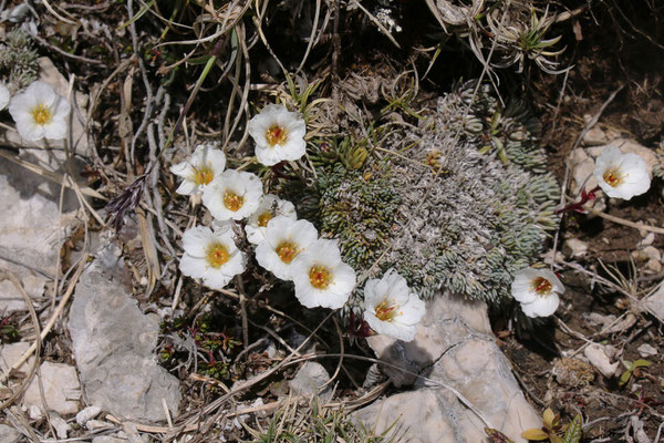 Burser-Steinbrech (Saxifraga burseriana)
