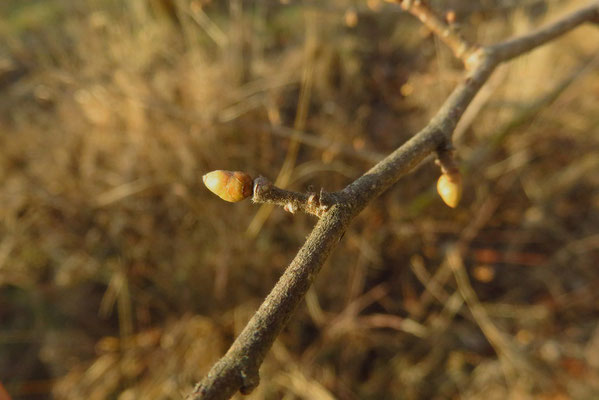 Gewöhnliche Hasel (Corylus avellana) | Fam. Birkengewächse (Betulaceae)