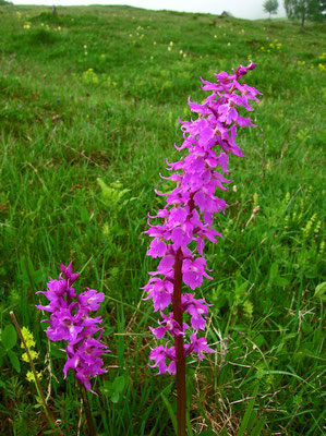 Manns-Knabenkraut (Orchis mascula subsp. speciosa)