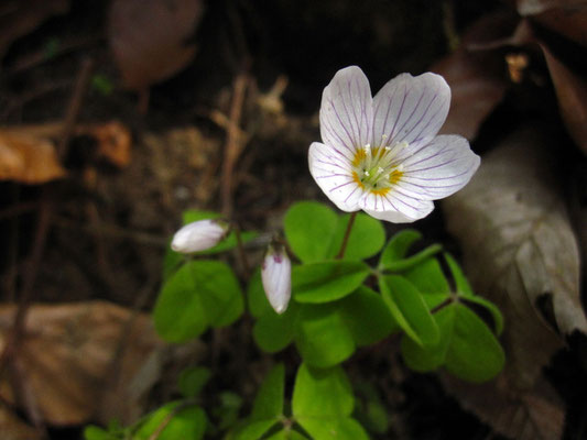 Wald-Sauerklee (Oxalis acetosella)