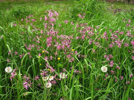 Gewöhnliche Kuckucksnelke (Lychnis flos-cuculi)