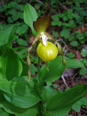  Frauenschuh (Cypripedium calceolus)