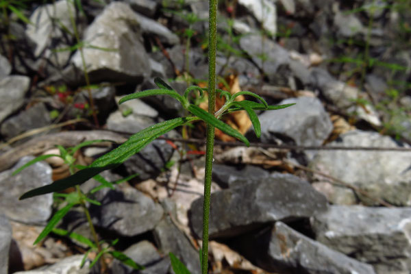 Schmalblatt-Hohlzahn (Galeopsis angustifolia)