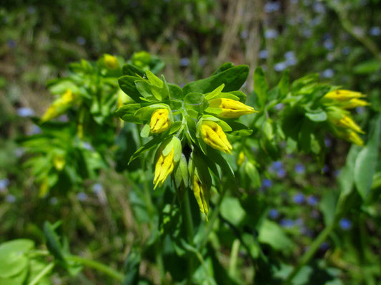 Kleine Wachsblume (Cerinthe minor)