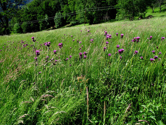 Bach-Kratzdistel (Cirsium rivulare)