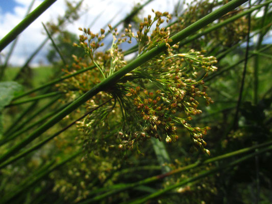 Flatter-Simse (Juncus effusus)