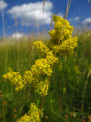 Echtes Labkraut (Galium verum)