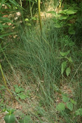 Steirisches Rispengras (Poa stiriaca)