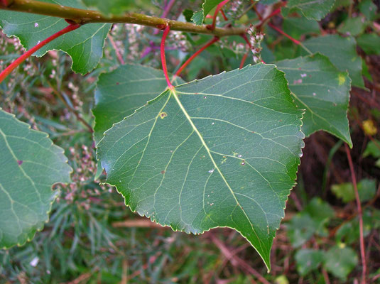 Schwarz-Pappel (Populus nigra)