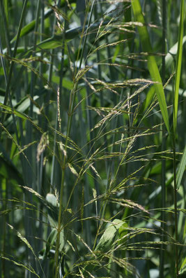 Gewöhnlicher Windhalm (Apera spica-venti)