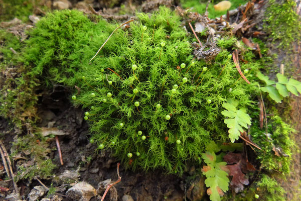 Echtes Apfelmoos (Bartramia pomiformis)