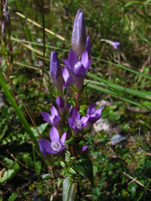 Österreich-Kranzenzian (Gentianella austriaca)