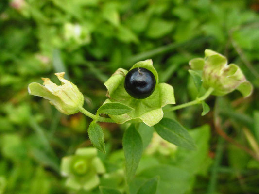 Hühnerbiss (Silene baccifera)