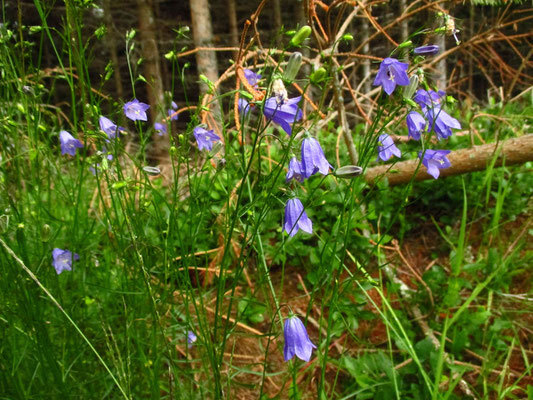 Rundblatt-Glockenblume (Campanula rotundifolia)