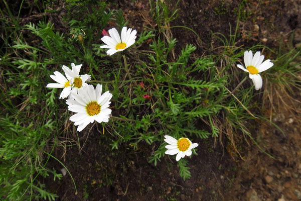 Alpenmargerite (Leucanthemopsis alpina) | Fam. Korbblütler (Asteraceae)