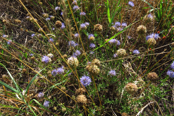 Berg-Sandknöpfchen (Jasione montana)