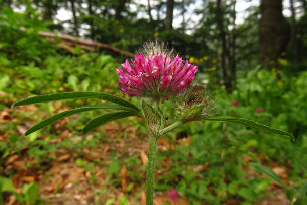 Hügel-Klee (Trifolium alpestre)