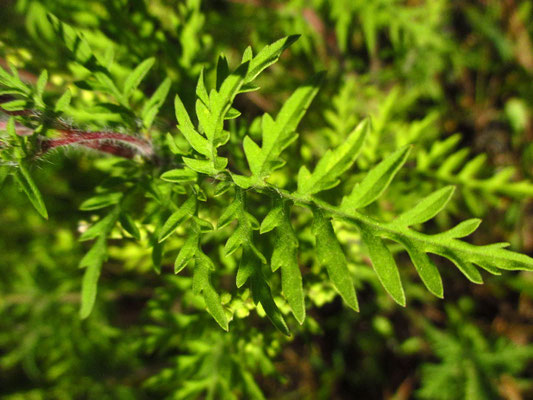 Beifuß-Traubenkraut (Ambrosia artemisiifolia)