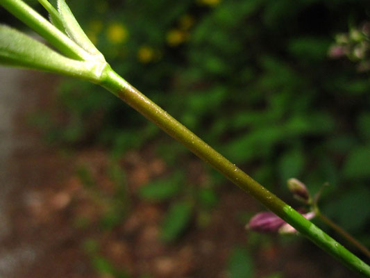 Gewöhnliche Pechnelke (Viscaria vulgaris)