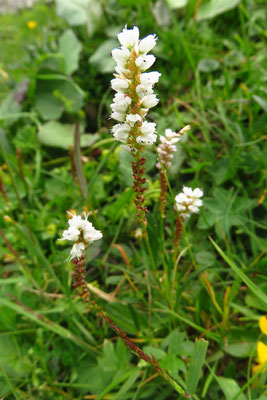 Knöllchen-Knöterich (Persicaria vivipara) | Fam. Knöterichgewächse (Polygonaceae)