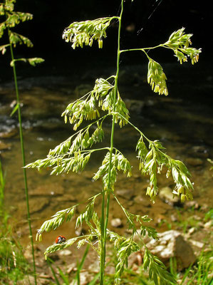 Rohr-Glanzgras (Phalaris arundinaceae)