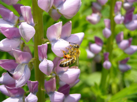 Stauden-Lupine (Lupinus polyphyllus)