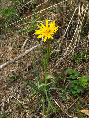 Großer Wiesen-Bocksbart (Tragopogon orientalis)