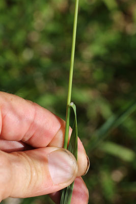 Wehrlose Trespe (Bromus inermis)