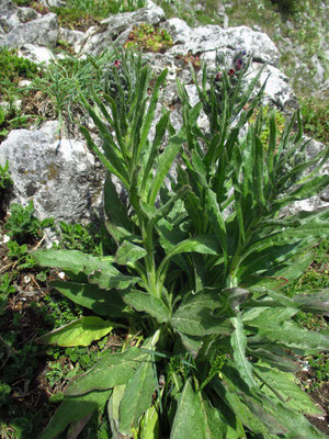 Echte Hundszunge (Cynoglossum oficinale)