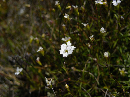 Kleiner Strahlensame (Heliosperma pusillum s.lat.)