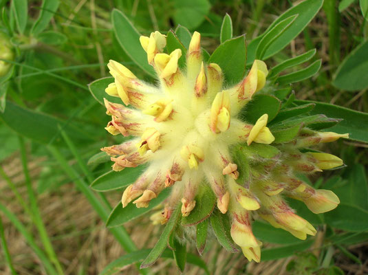 Echter Wundklee (Anthyllis vulneraria)