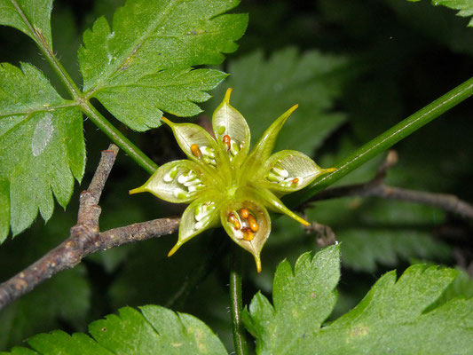 Sumpfdotterblume (Caltha palustris)