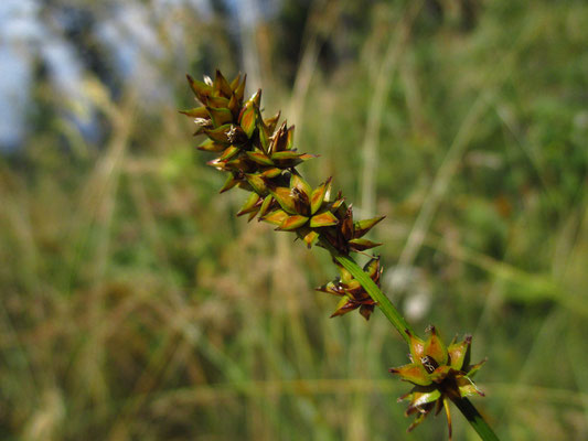 Stachel-Segge (Carex muricata agg.)