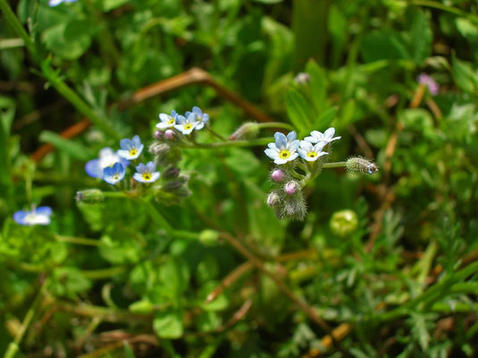 Acker-Vergissmeinnicht (Myosotis arvensis)