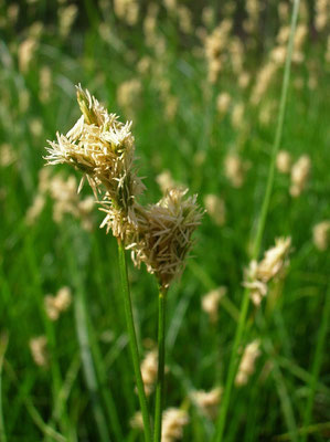 Seegras-Segge (Carex brizoides)