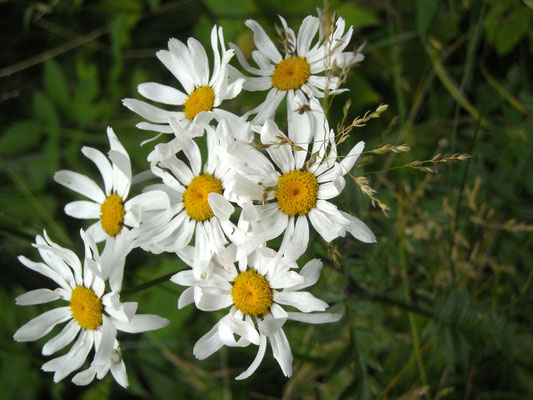 Strauß-Wucherblume (Tanacetum corymbosum s.lat.)