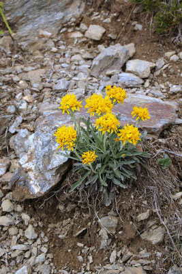 Krainer Greiskraut (Senecio incanus subsp. carniolicus)