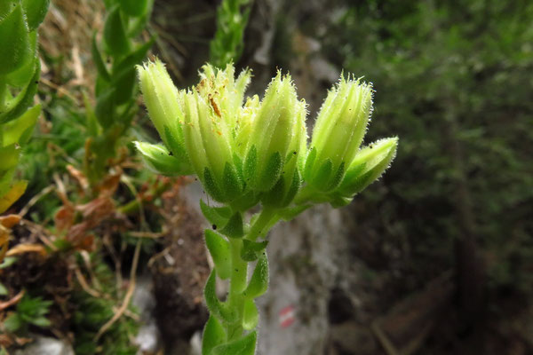 Kurzhaarige Kugel-Fransenhauswurz (Jovibarba globifera subsp. hirta)