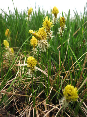 Frühlings-Segge (Carex caryophyllea)