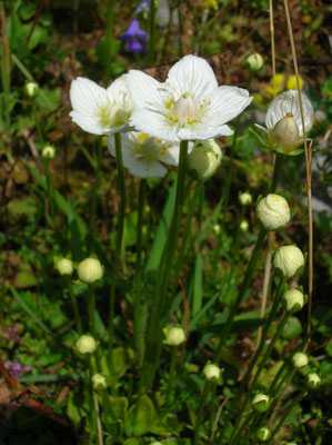 Herzblatt (Parnassia palustris)