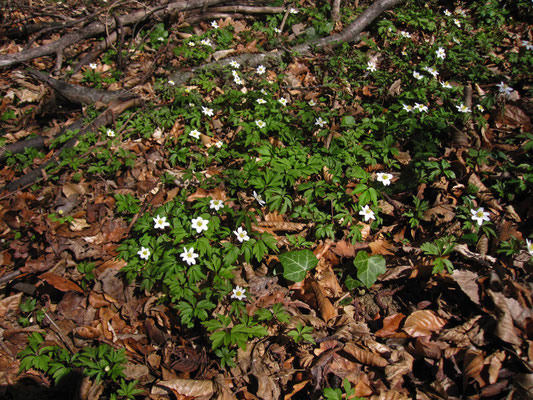 Busch-Windröschen (Anemone nemorosa)