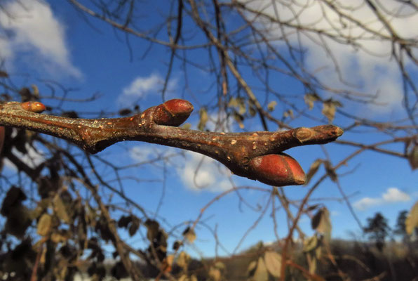 Europa-Edelkastanie (Castanea sativa)