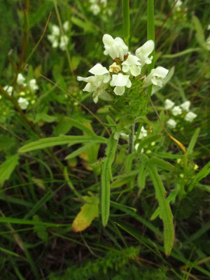 Weiße Brunelle (Prunella laciniata)