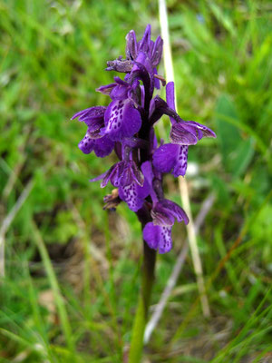 Klein-Hundswurz (Anacamptis morio)