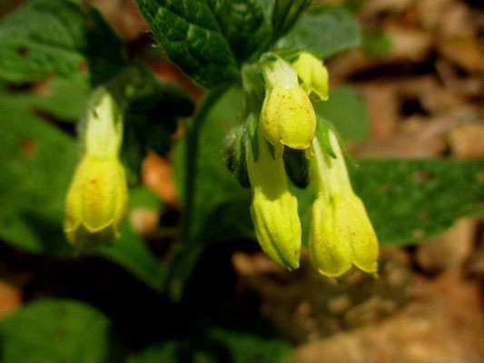 Knoten-Beinwell (Symphytum tuberosum)