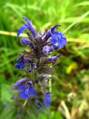 Heide-Günsel (Ajuga genevensis)