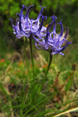 Grasblatt-Teufelskralle (Phyteuma hemisphaericum) | Fam. Glockenblumengewächse (Campanulaceae)